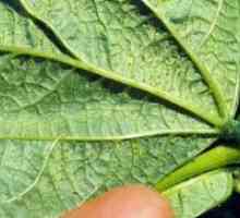 Mite za kumare v rastlinjakih - kako se boriti?
