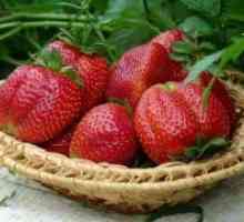 Strawberry večkrat rodne - razred