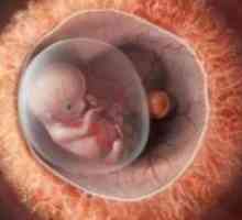 Ko je placenta nastala?