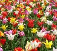 Ko presajenih tulipani?