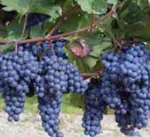 Ko presajenih grozdje - v spomladi ali jeseni?