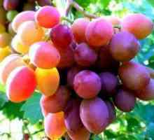 Ko presajenih grozdje?
