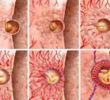 Ko implantacijo zarodka po ovulaciji?