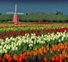 Ko so tulipani cvetijo na Nizozemskem?