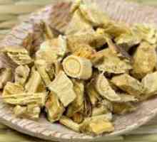 Marshmallow koren - zdravilne lastnosti in kontraindikacije