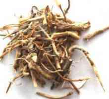 Koren wheatgrass - zdravilne lastnosti in kontraindikacije