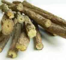 Licorice koren - zdravilne lastnosti in kontraindikacije