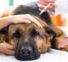 Zdravljenje piroplazmozo pri psih doma
