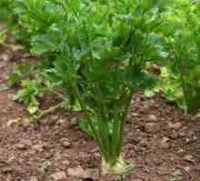 Zelena leaf - gojenje semen, kdaj posaditi?