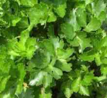 Zelena leaf - raste iz semena