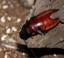 Madagaskar ščurki