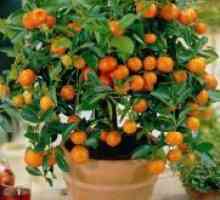 Tangerine drevo - nega