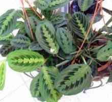 Maranta tricolor - molitev rastlin