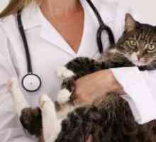 Mastitis pri mačkah - Zdravljenje