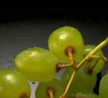 Ali lahko grozdje doječe matere?