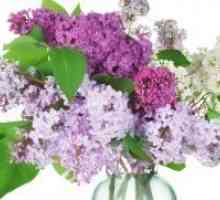 Tinkture Lilac