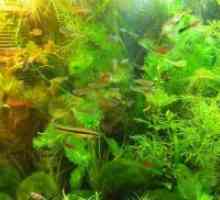 Nezahtevne akvarijske rastline