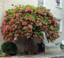 Obrezovanje Hydrangea paniculata