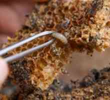 Bee molj - tinktura, način uporabe