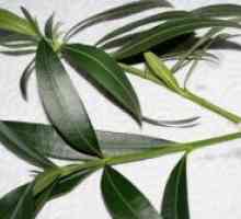 Oleander - razmnoževanje