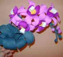 Orchid valovitega papirja