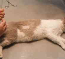 Pljučni edem pri mačkah - Zdravljenje