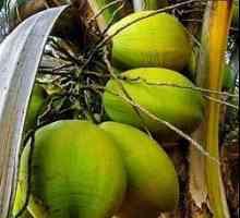Palmovo olje, sestava, koristi in škoduje palmovega olja