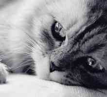 Panlevkopenije pri mačkah - Simptomi