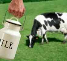 Sveže mleko - koristi in škoduje