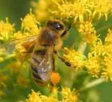 Čebelji cvetni prah - Lastnosti in aplikacije