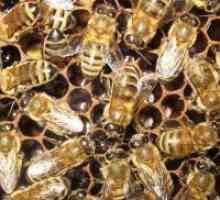 Bee Podmore - kontraindikacije