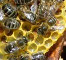 Bee Podmore v ljudskem zdravilstvu
