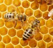 Čebelji vosek - aplikacija