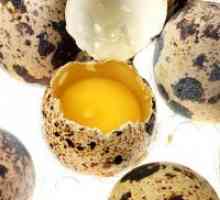 Prepelice jajca - koristi in škoduje
