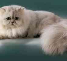 Perzijski mačka pasme