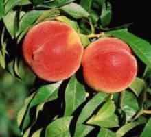 Peaches - koristi in škoduje