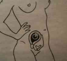 Prvo trimesečje nosečnosti - plodu