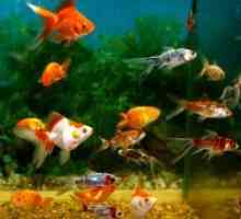 Zakaj umirajo ribe v akvariju?