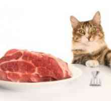 Zakaj mačka ne jesti?