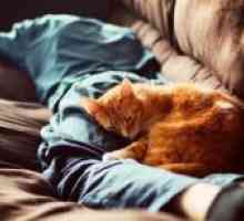 Zakaj mačke spijo na človeka?