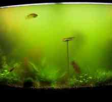 Zakaj za akvarij stenah kot zelena?