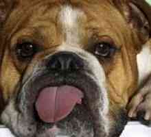 Zakaj je pes v toploto njegovega jezika?