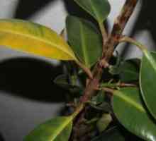 Zakaj Ficus listi porumenijo in odpadejo?