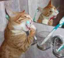 Zakaj mačka vonj iz ust?