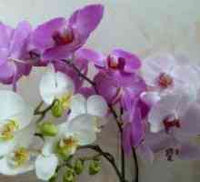 Zakaj orhidej brsti posuši?