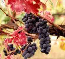 Gnojila grozdje v jeseni