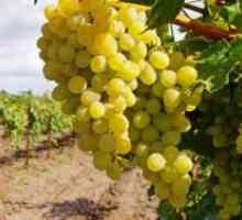 Gnojenje grozdje