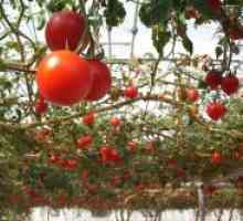 Priljubljena sort paradižnika za rastlinjake