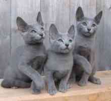 Ruska modra mačka pasme