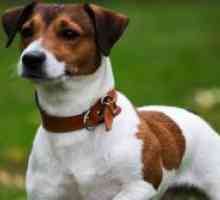 Pes pasme Jack Russell terier